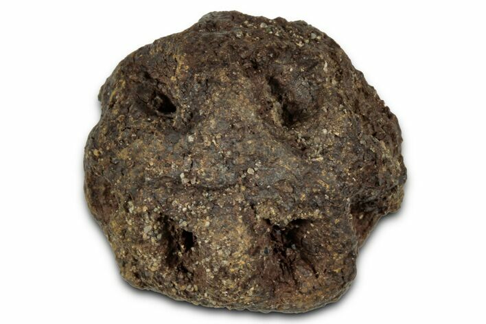 Fossil Pine Cone (Metasequoia) - Montana #352474